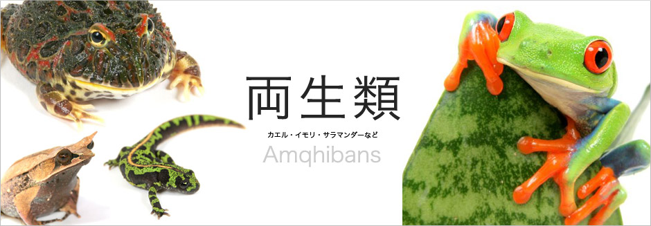 両生類