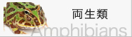 両生類