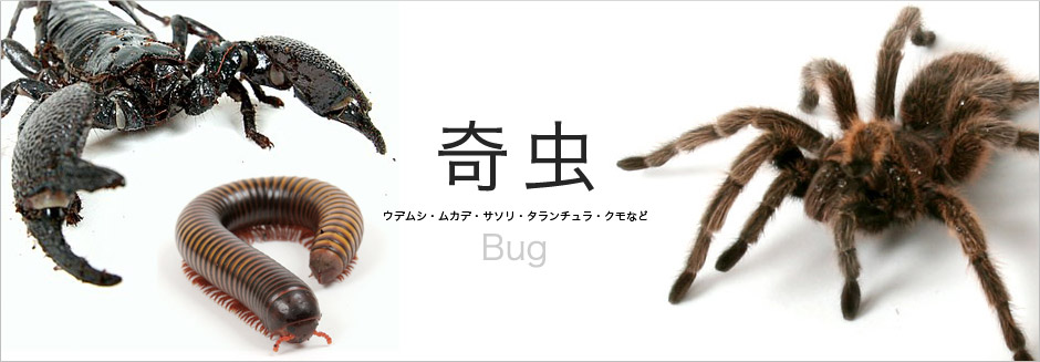 奇虫