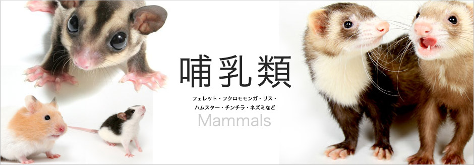 哺乳類