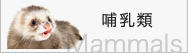 哺乳類