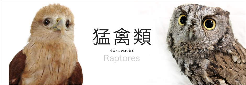 猛禽類