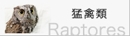 猛禽類