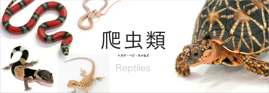 爬虫類