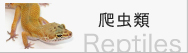 爬虫類