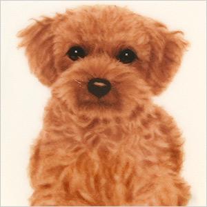 わんコレ カップ ソーサー トイプードル G1 S22 プードル トイプードル 犬 雑貨 陶器 コーヒーカップ マグカップ ティータイム 食器 ソーサー おしゃれ かわいい ギフト プードルチャンネル ペットグッズショップnc わんコレ カップ ソーサー トイプードル G1 S22 プードル トイプードル 犬 雑貨 陶器 コーヒーカップ マグカップ ティータイム 食器 ソーサー おしゃれ かわいい ギフト プードルチャンネル ペットグッズショップnc